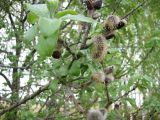 Salix × reichardtii