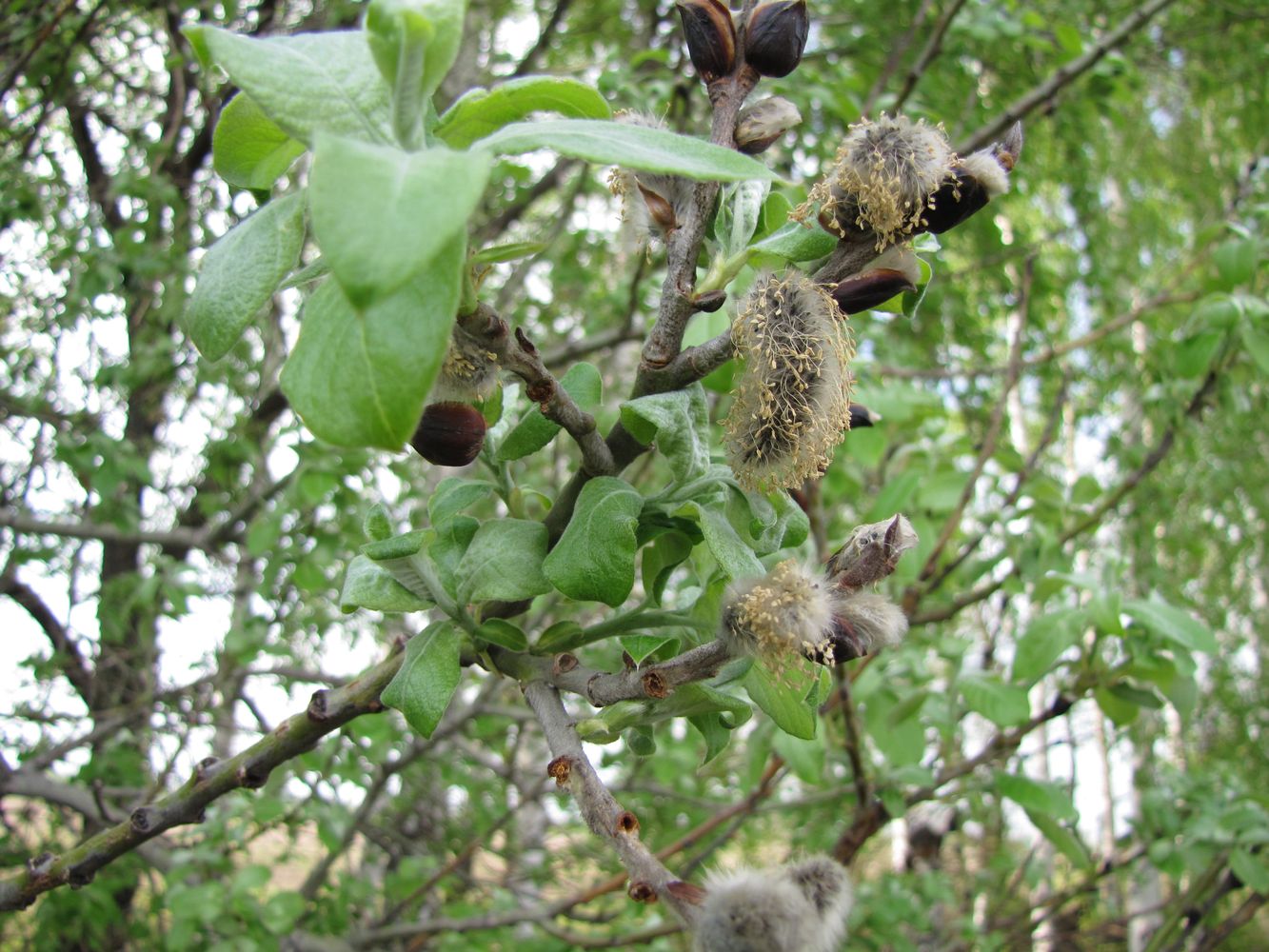 Image of Salix × reichardtii specimen.