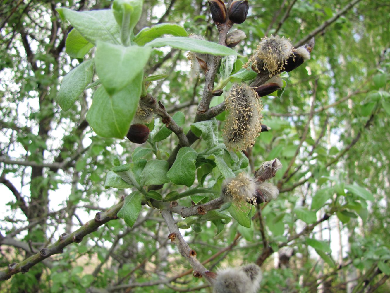 Изображение особи Salix &times; reichardtii.