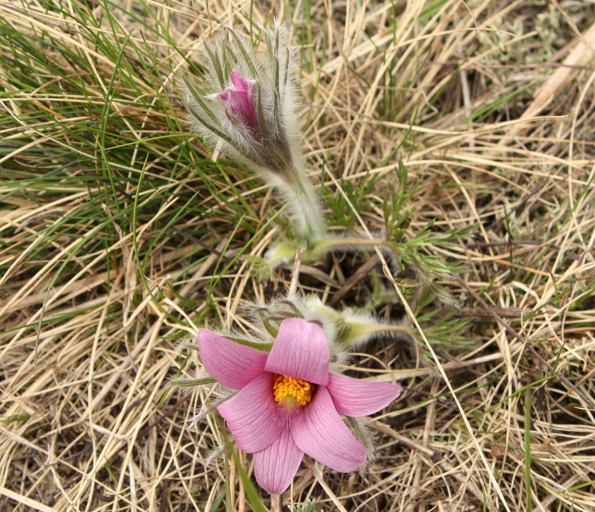 Изображение особи Pulsatilla vulgaris.