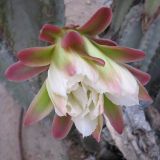 Cereus peruvianus