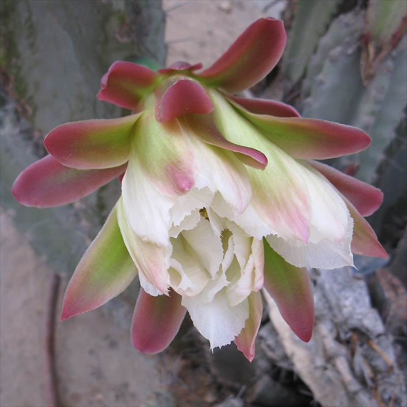 Изображение особи Cereus peruvianus.