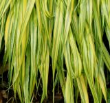 Hakonechloa macra