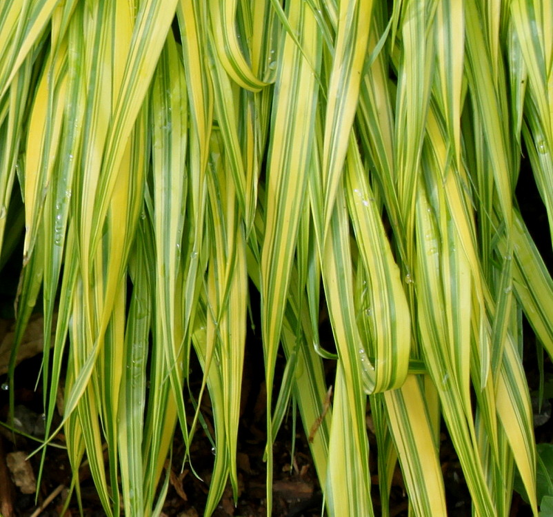 Изображение особи Hakonechloa macra.