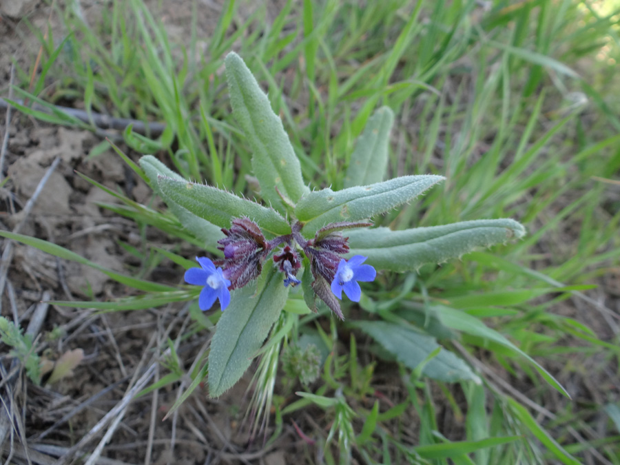 Изображение особи Anchusa pusilla.