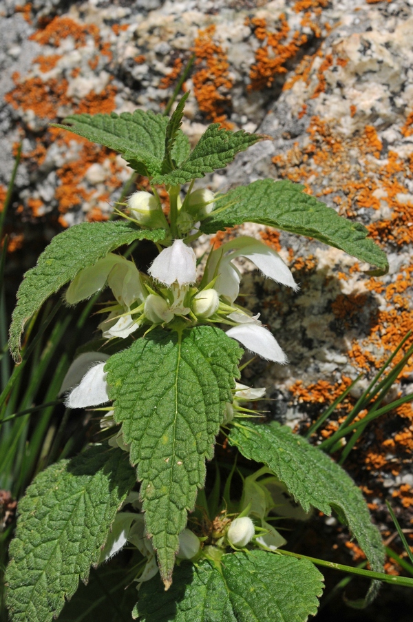 Image of Lamium turkestanicum specimen.