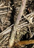 Chondrilla juncea. Основание стебля. Крым, Карадагский заповедник, биостанция, в балке у тропы. 25 июня 2013 г.