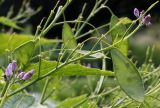 Lunaria rediviva