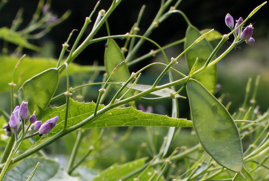 Image of Lunaria rediviva specimen.