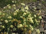 Cephalaria coriacea. Цветущее и плодоносящее растение. Краснодарский край, м/о Анапа, окр. пос. Б. Утриш, обрывисто-осыпной склон. 11.08.2013.