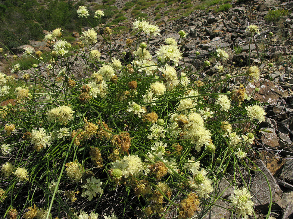 Изображение особи Cephalaria coriacea.
