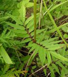 Valeriana alternifolia. Листья в средней части стебля. Хабаровский край, Ванинский р-н, бухта Сизиман, разнотравно-злаковый луг на приморском склоне. 10.08.2013.