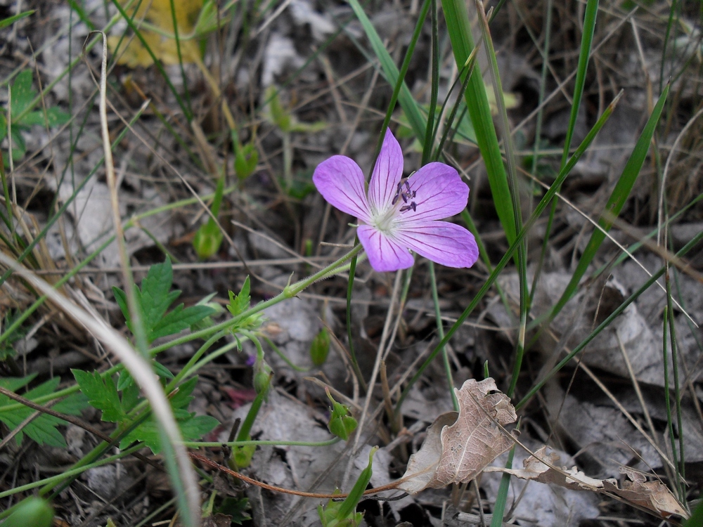 Image of Geranium collinum specimen.