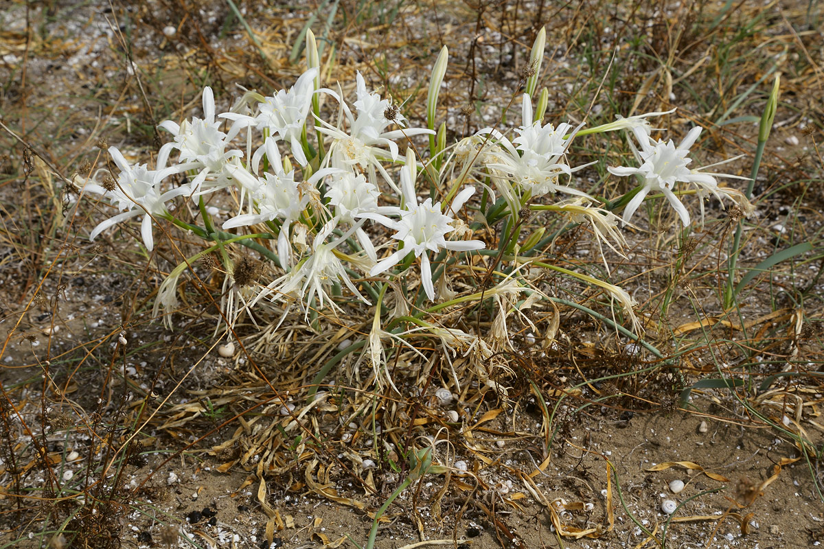 Изображение особи Pancratium maritimum.