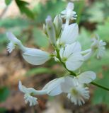 Polygala major. Соцветие. Крым, Ялта, ущелье Уч-Кош. 21.06.2009.