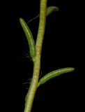 Image of taxon representative. Author is Татьяна Мальчинская