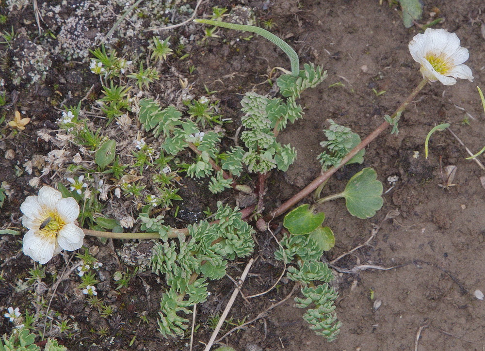 Image of Callianthemum alatavicum specimen.