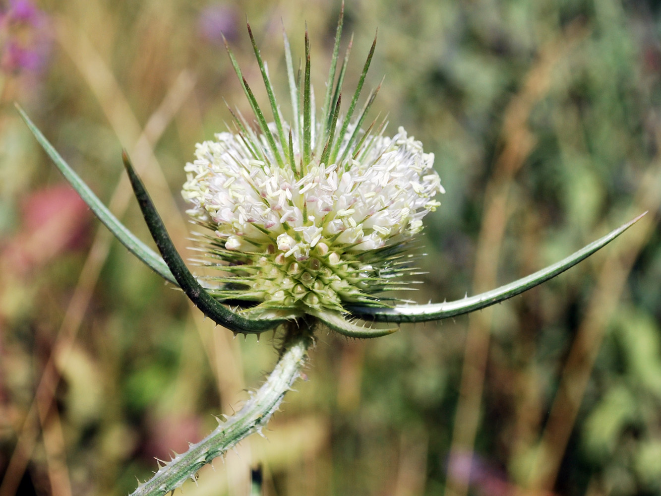 Image of Dipsacus laciniatus specimen.