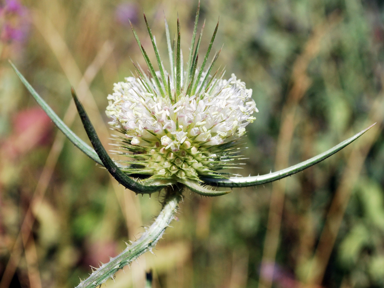 Изображение особи Dipsacus laciniatus.