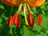 Lilium debile