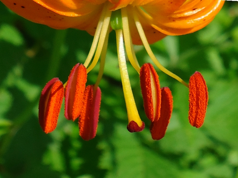 Image of Lilium debile specimen.