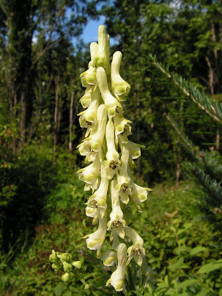 Image of Aconitum kirinense specimen.