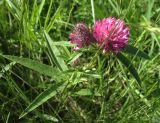 Trifolium alpestre