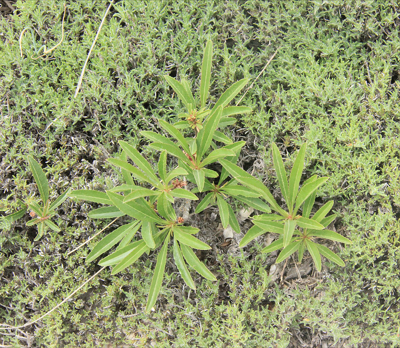 Image of Amygdalus nana specimen.