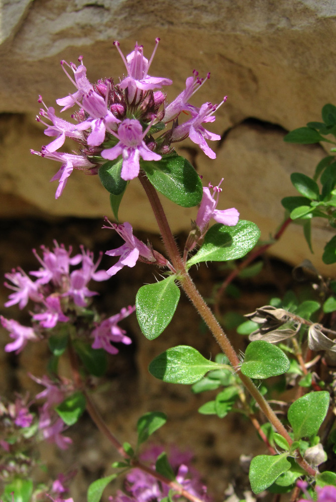 Изображение особи Thymus subarcticus.