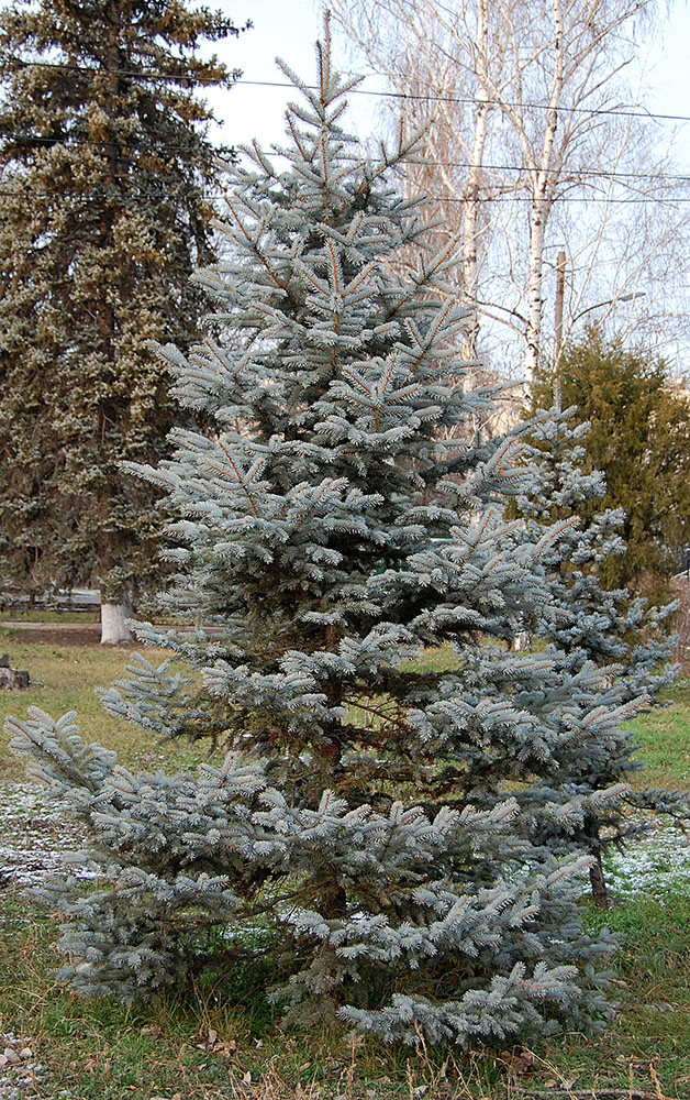 Изображение особи Picea pungens f. glauca.