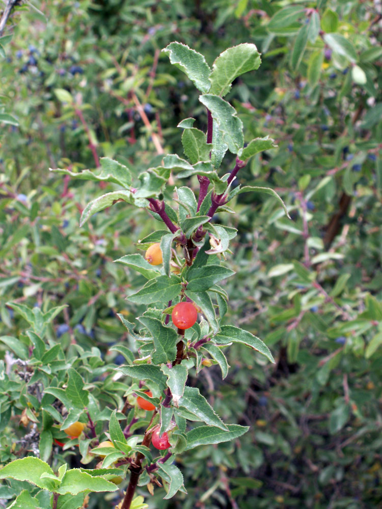 Image of Lonicera olgae specimen.