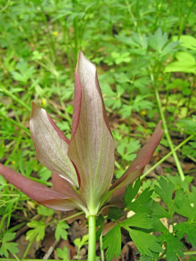 Изображение особи род Lilium.