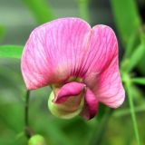 Lathyrus sylvestris