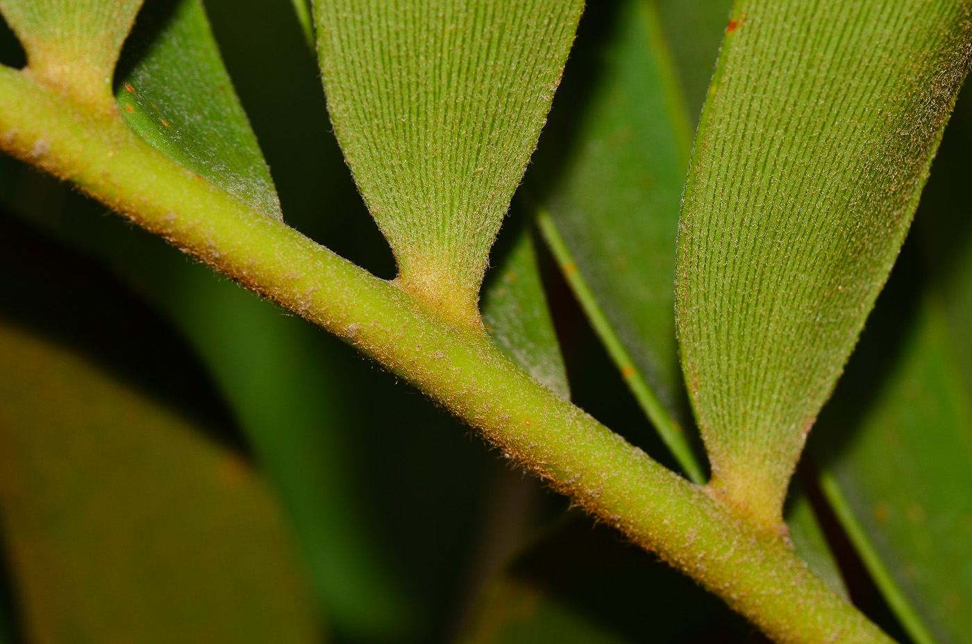 Image of Zamia furfuracea specimen.