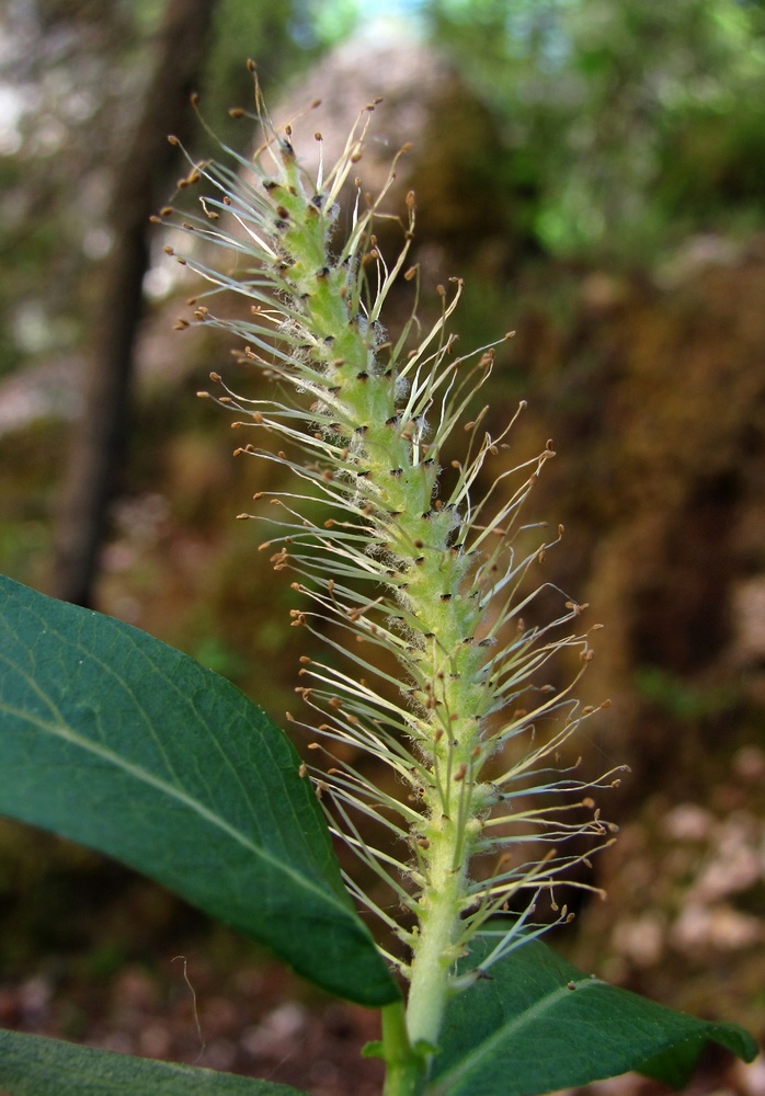 Изображение особи Salix hastata.