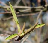 Viburnum lentago. Верхушка побега с заложившимся соцветием. Германия, г. Дюссельдорф, Ботанический сад университета. 10.03.2014.