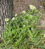 Arabis turrita