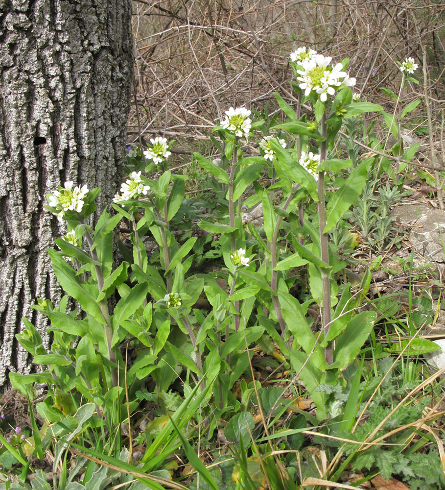 Изображение особи Arabis turrita.