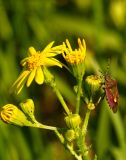 Senecio vernalis