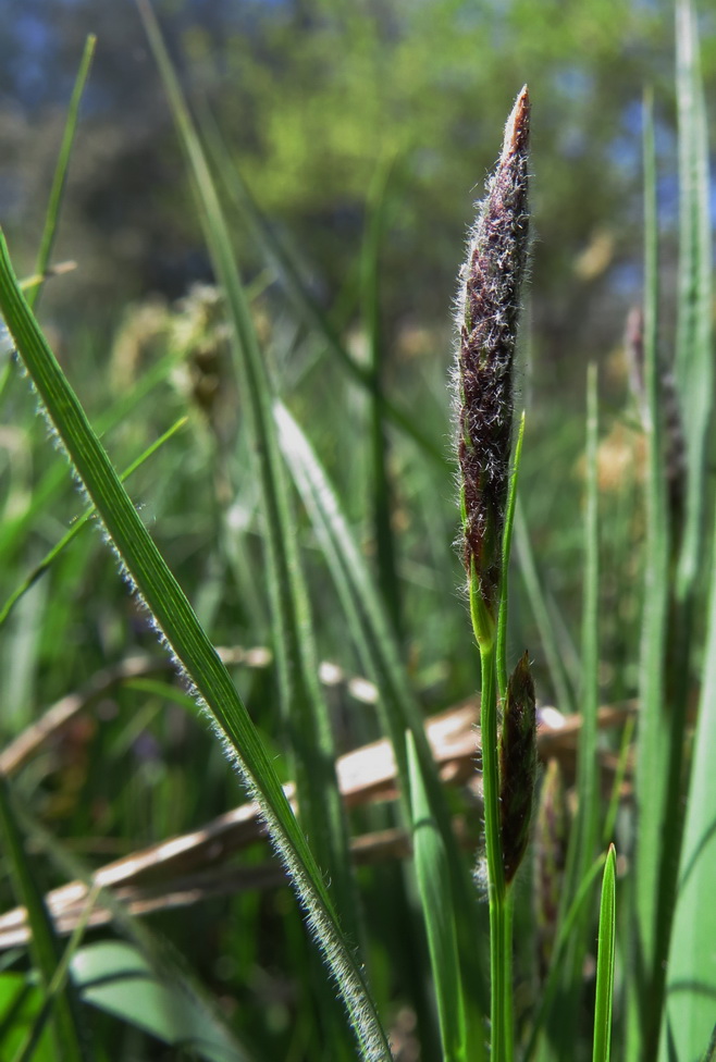 Изображение особи Carex hirta.