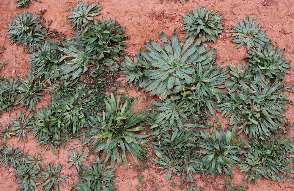 Image of Plantago serraria specimen.