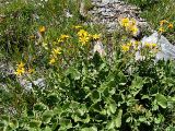 Senecio taraxacifolius