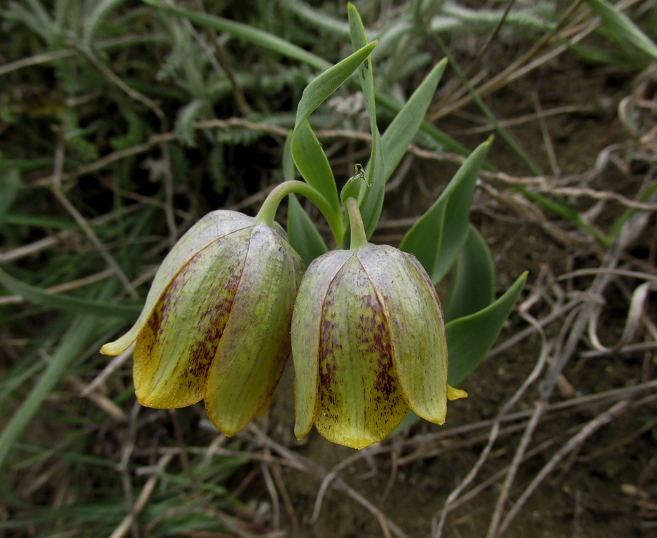 Image of Fritillaria kurdica specimen.