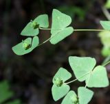 Euphorbia dulcis