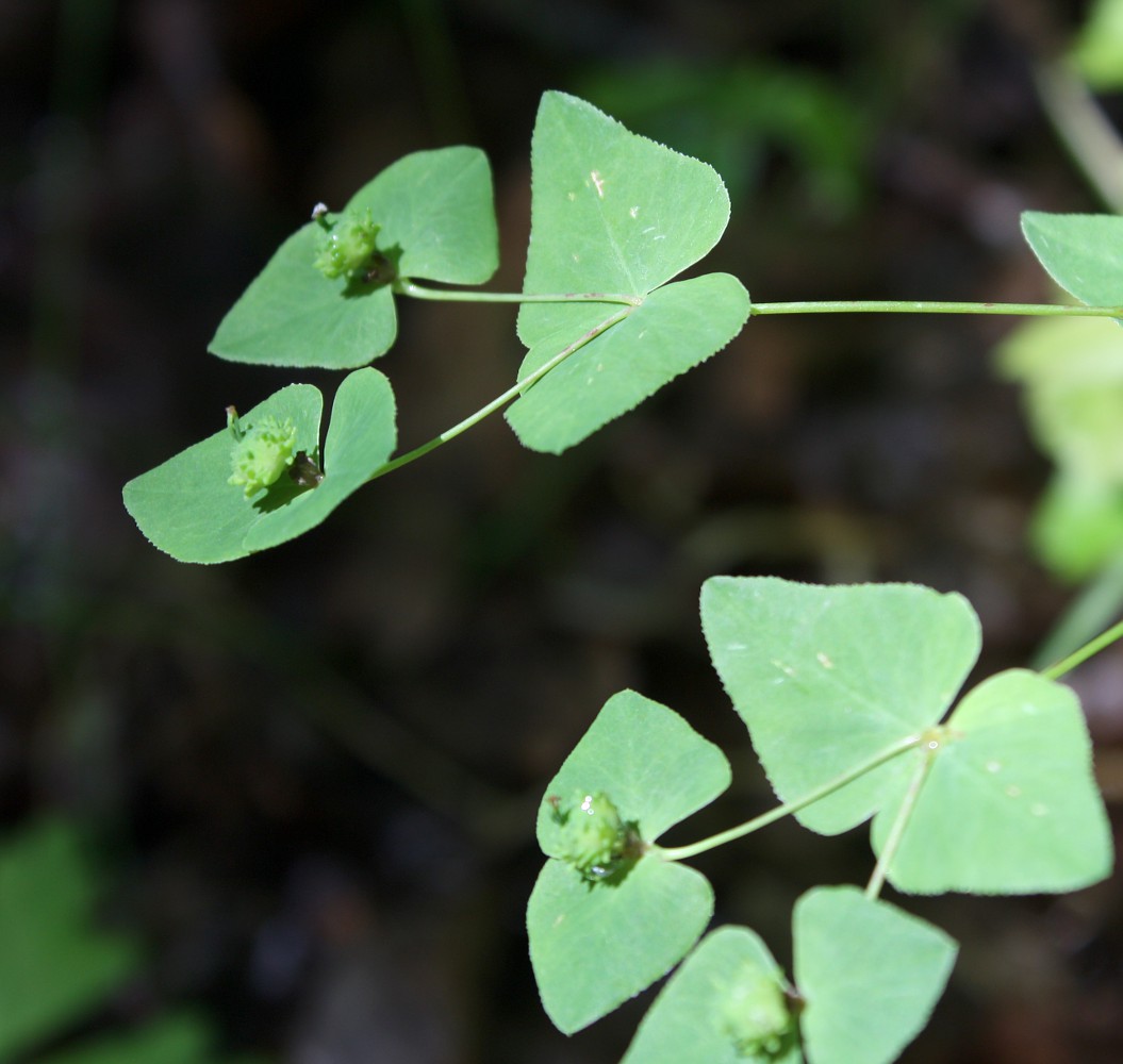 Изображение особи Euphorbia dulcis.