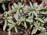 Helianthemum apenninum. Верхушки побегов. Германия, г. Дюссельдорф, Ботанический сад университета. 04.05.2014.