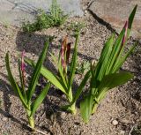 Bletilla striata. Растения с бутонами. Германия, г. Дюссельдорф, Ботанический сад университета. 04.05.2014.