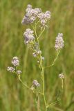 Lepidium latifolium. Верхушка цветущего растения. Ростовская обл., Неклиновский р-н, Лакедемоновское с/п, Беглицкая коса. 14.06.2014.