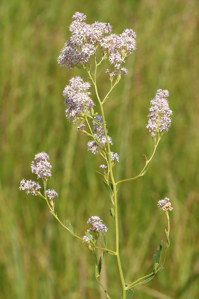 Изображение особи Lepidium latifolium.