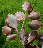 Fagus sylvatica